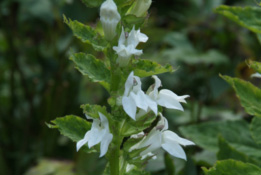 Lobelia siphilitica 'Alba' Virginische lobelia bestellen